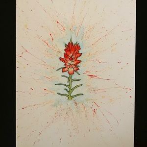 Indian Paintbrush Watercolor Print(11x14 inches)